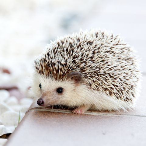 かーりん
