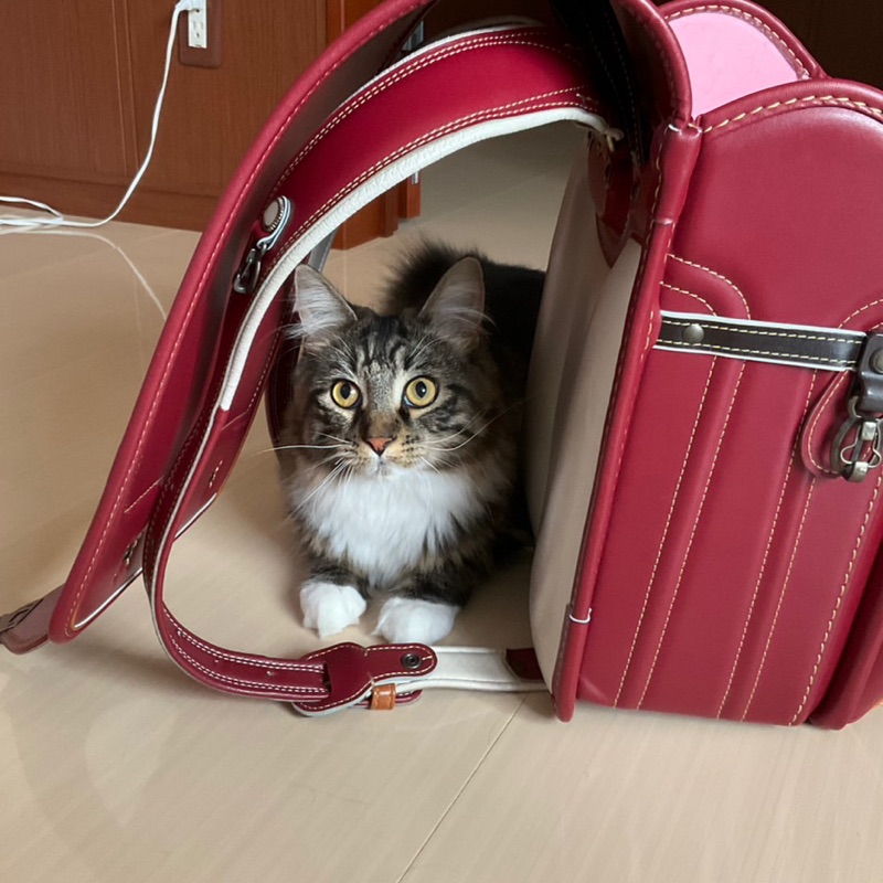 ほたる