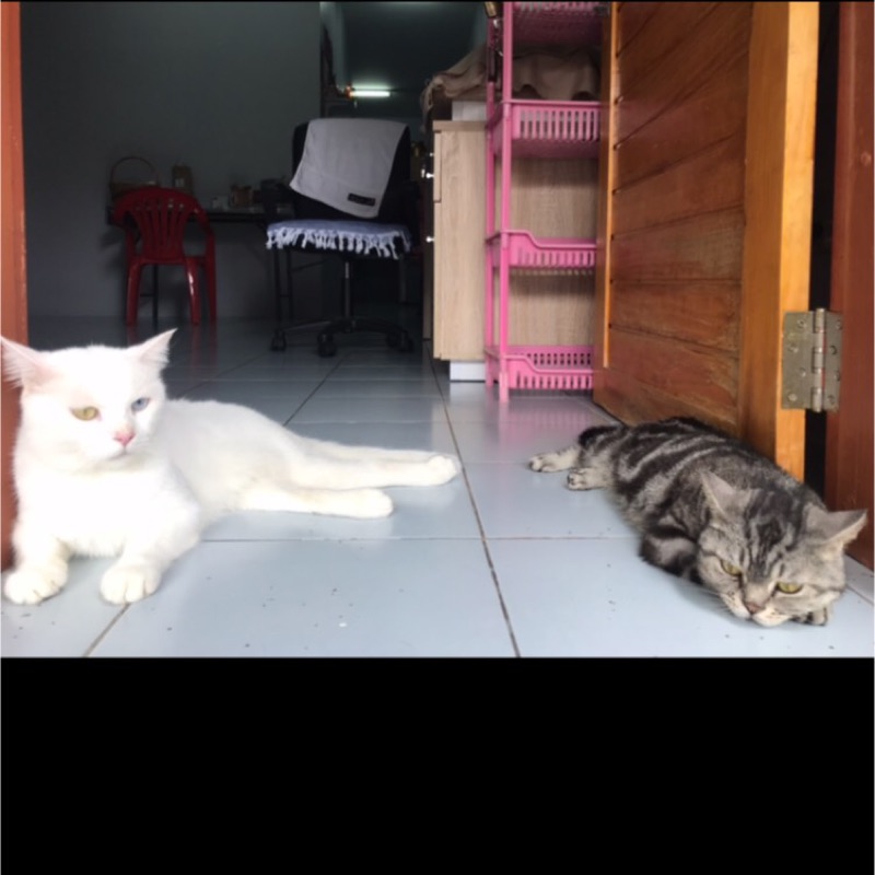 ต๊ะ