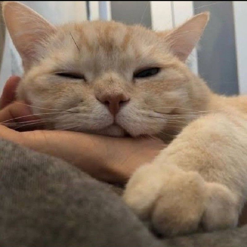 หนุ่ย