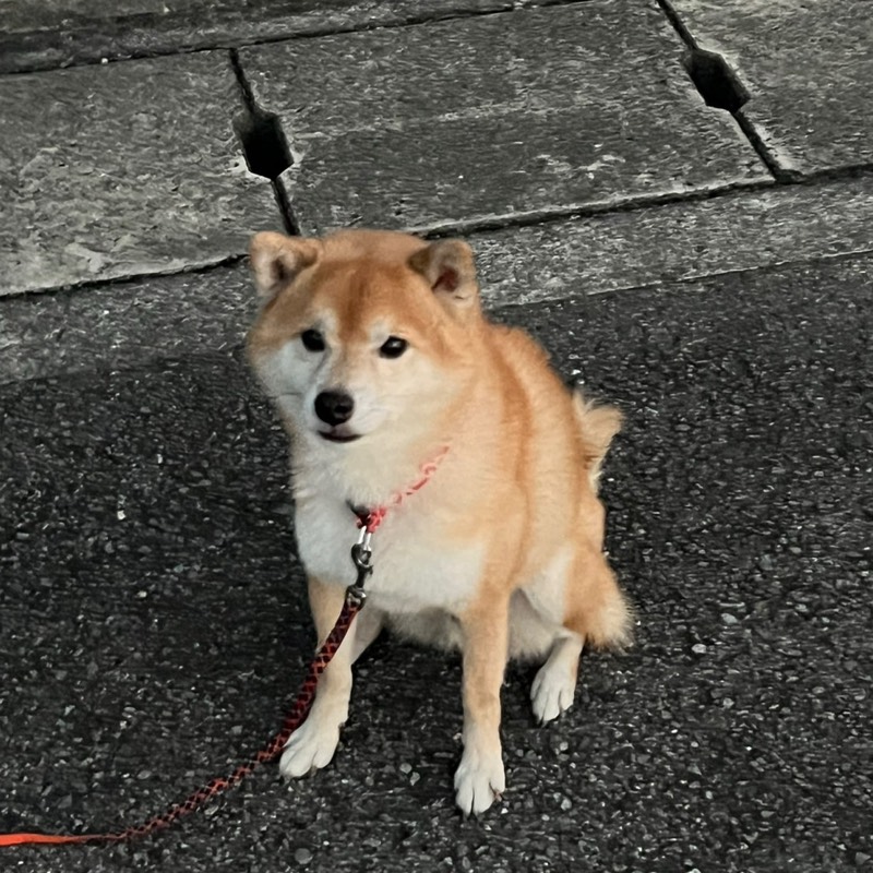 ひな