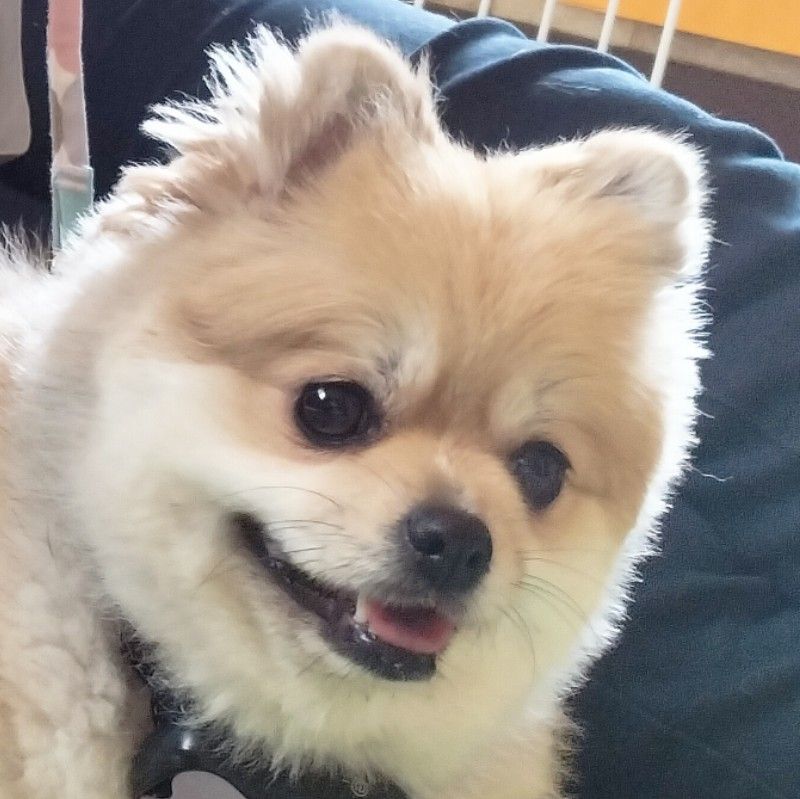 あずき