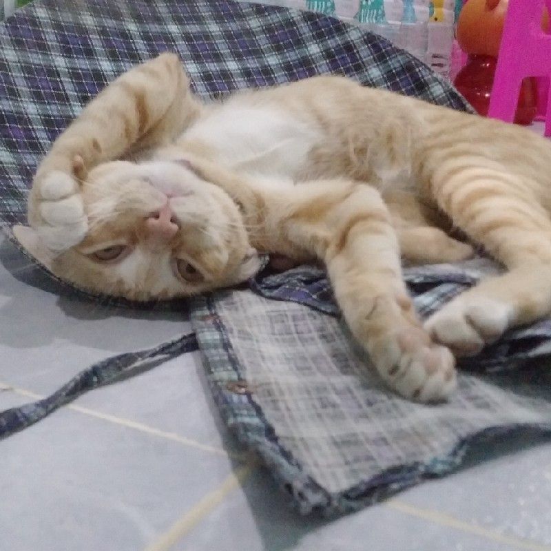 ปลายฝน