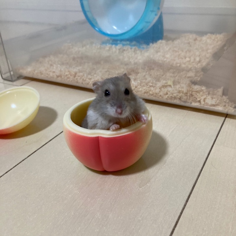 ボーダー隊員