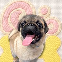 Show profile photo