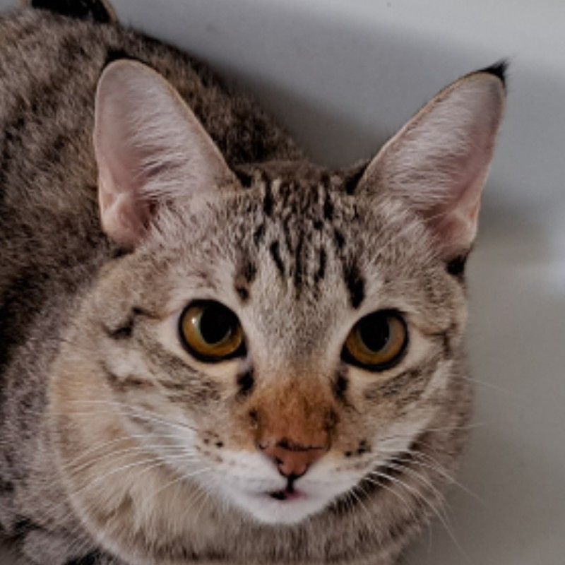 เม