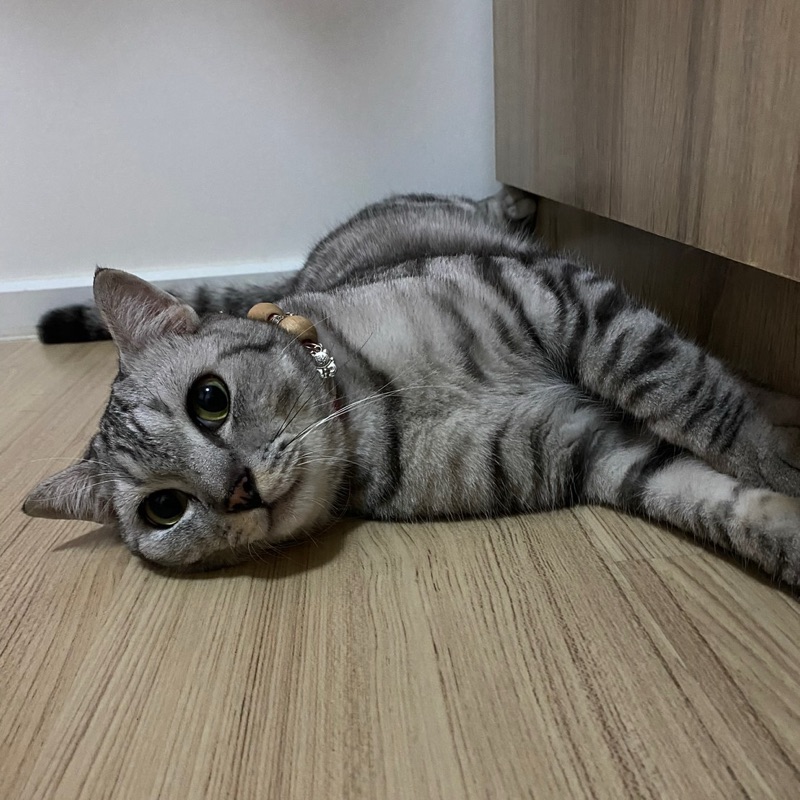 BB