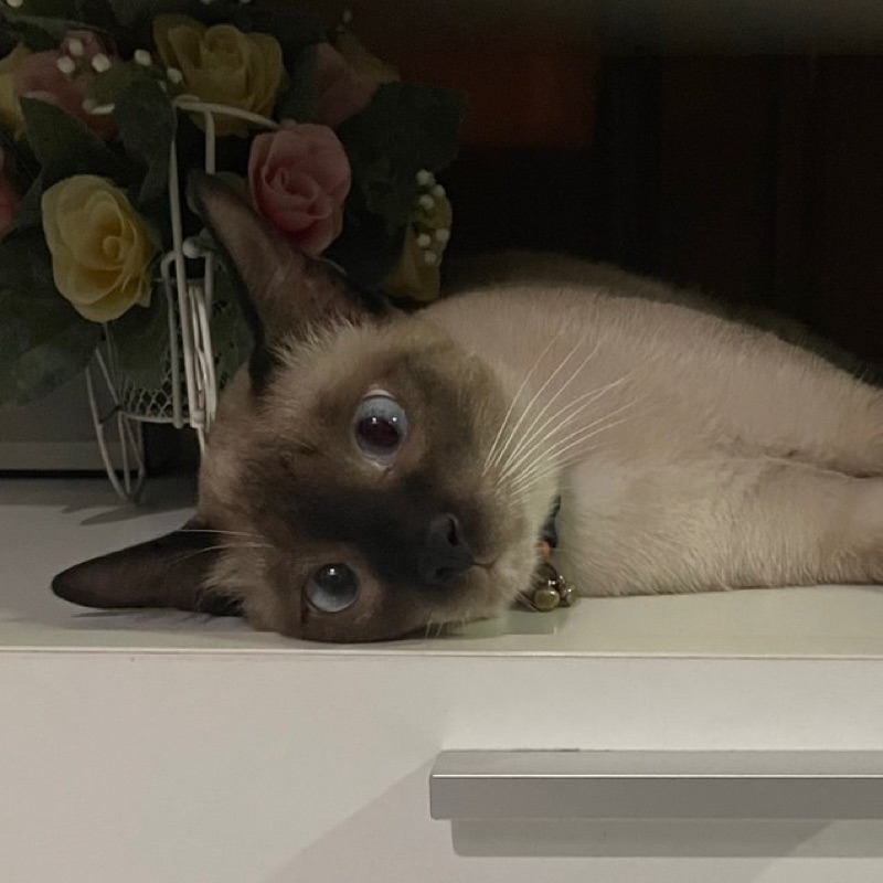 เปียว