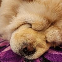 Show profile photo