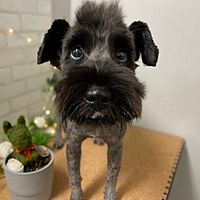 Show profile photo