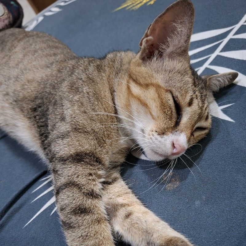 Tippawan