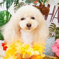Show profile photo