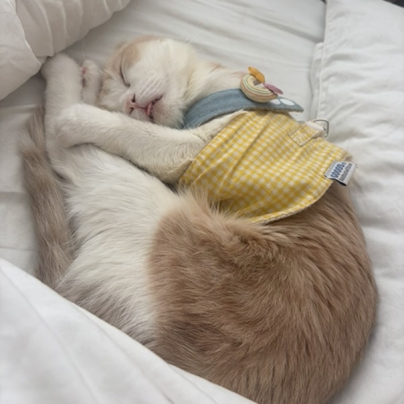 เก๋