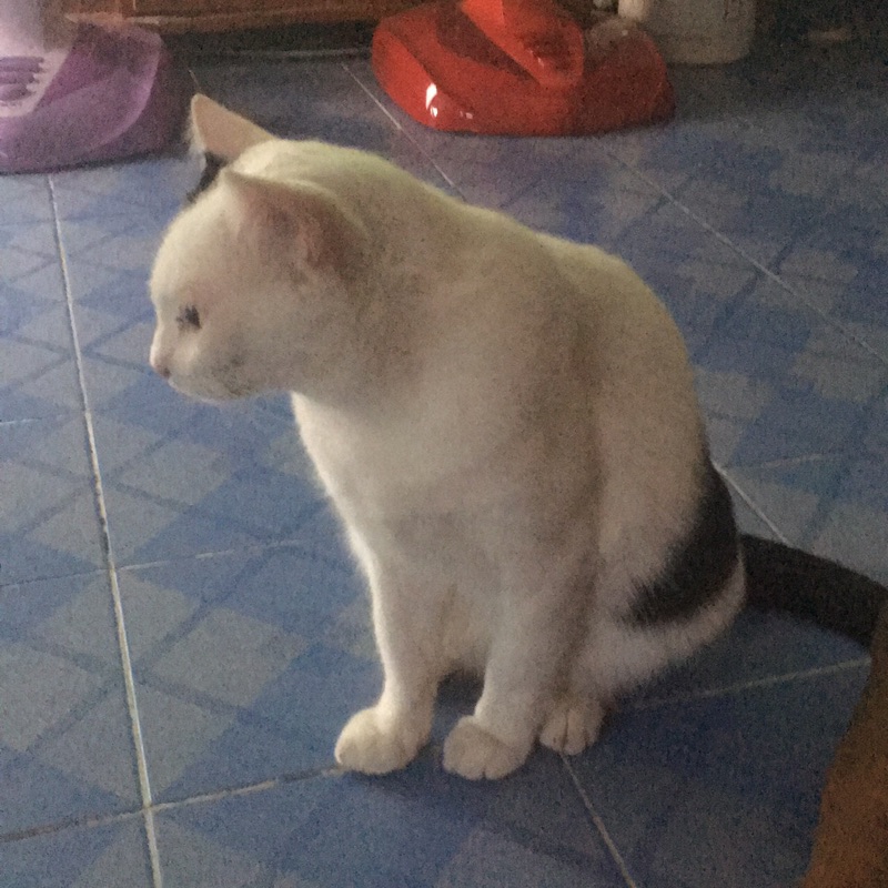 Nan