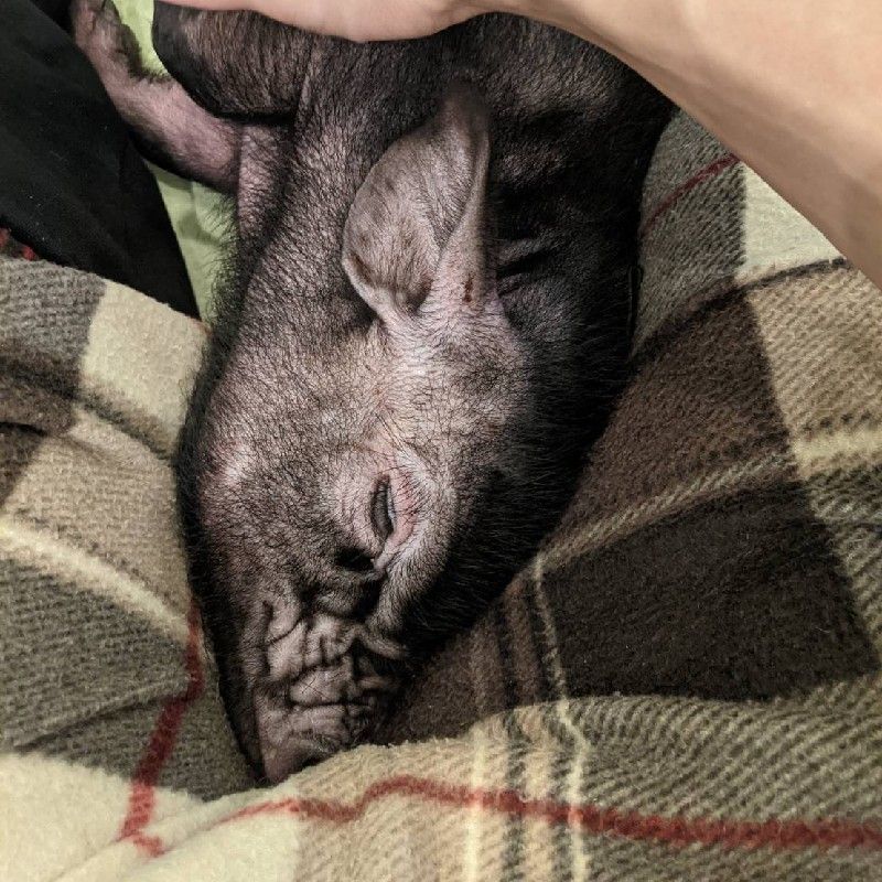 ブルーベリーのミックス | KeMuCa（β版）