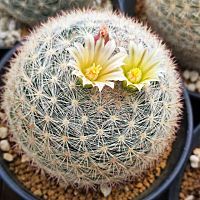 Teddynid cactus