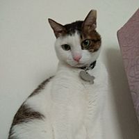 Show profile photo