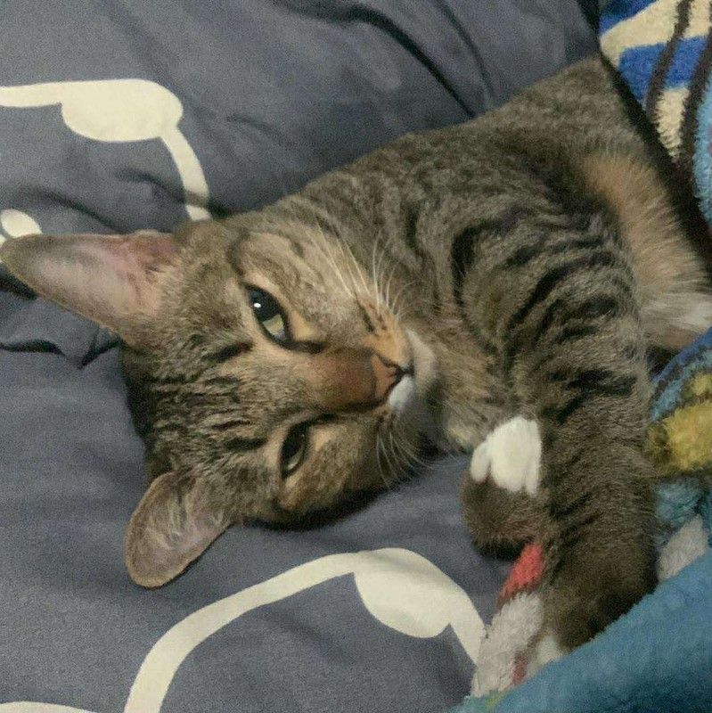 ติ๊ก