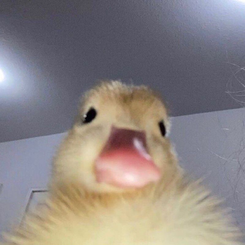 ซีน