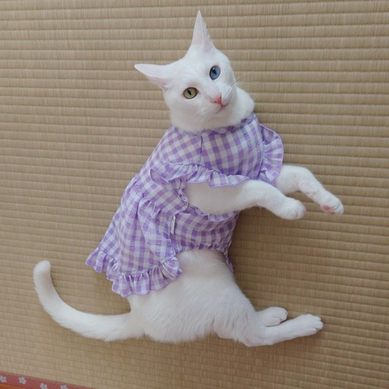 ふゆみかん