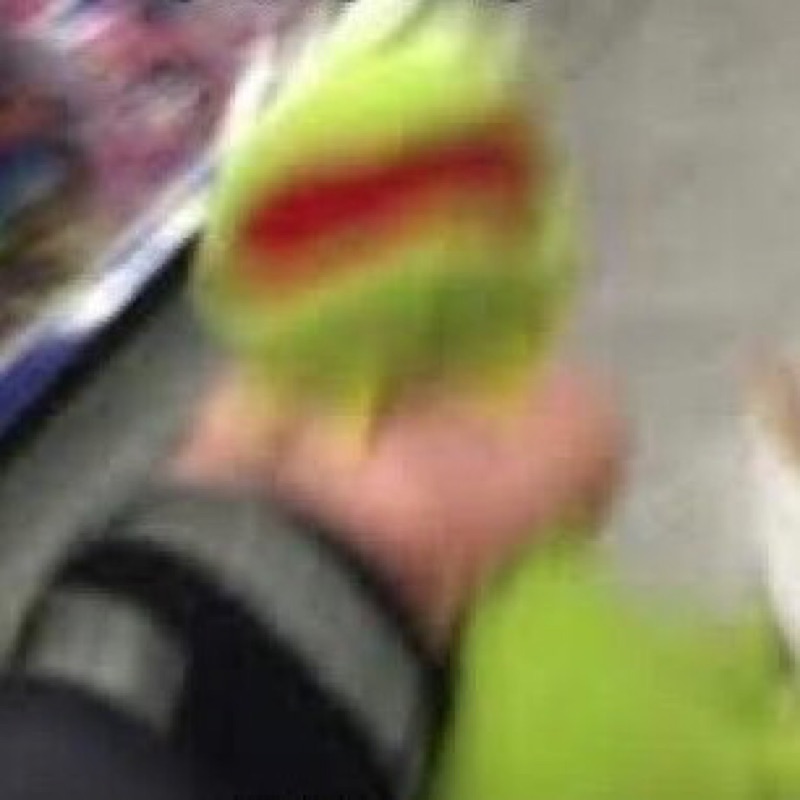 Rie