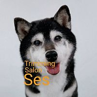 Show profile photo