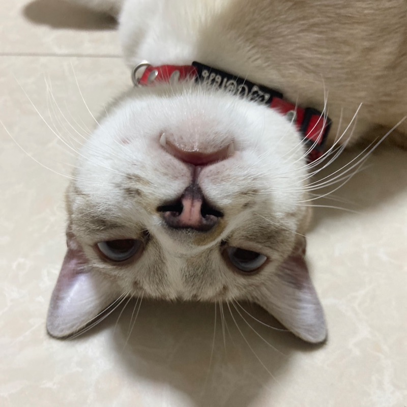 หมวย