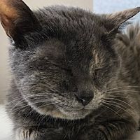 Show profile photo
