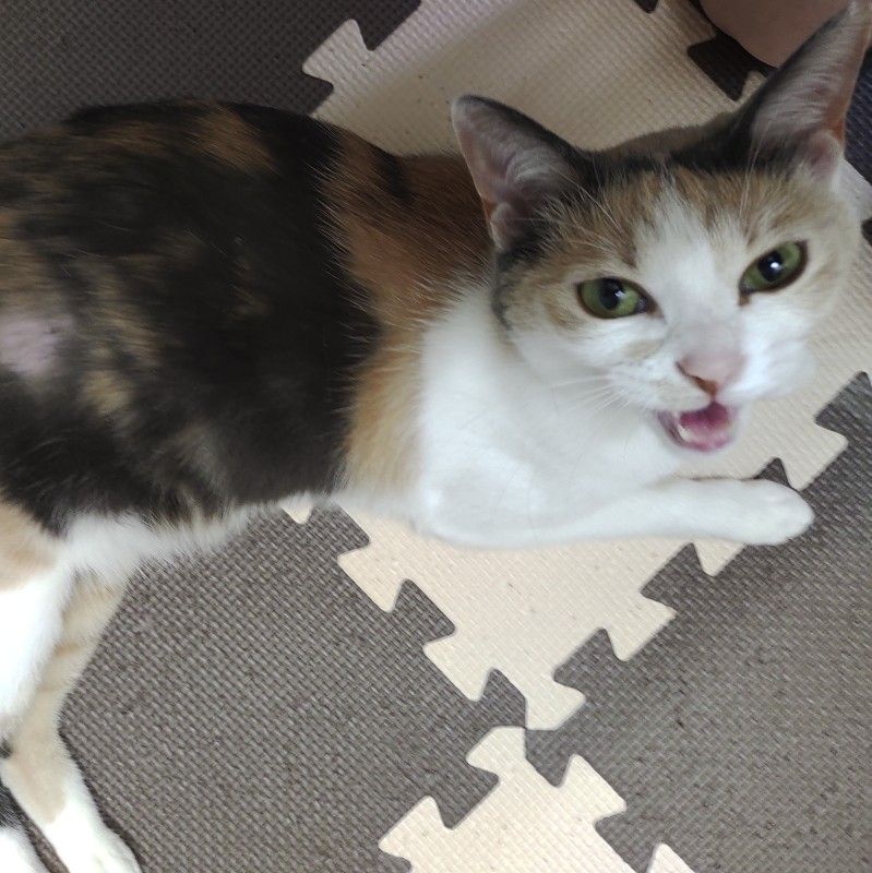 みやがわ