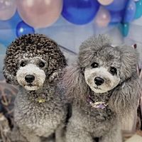 Show profile photo