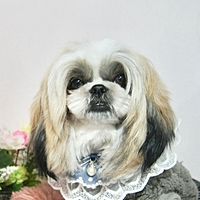 Show profile photo