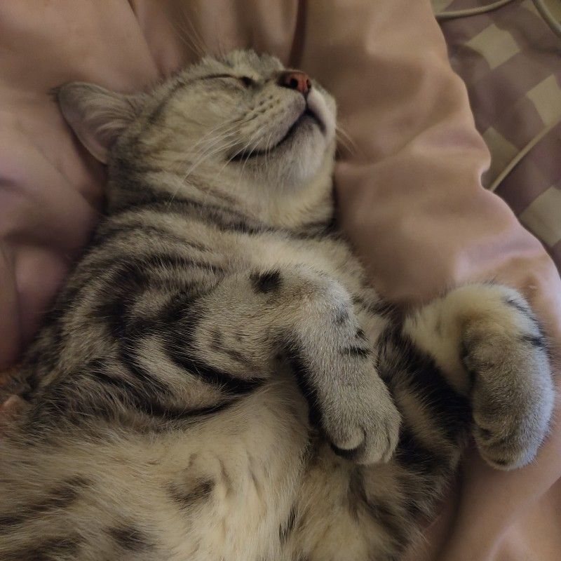 กุ๊กกิ๊ก