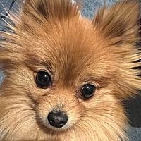 Show profile photo