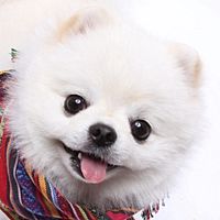 Show profile photo