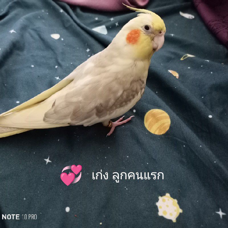 รุ่งทิวา จุลยามิตรพร