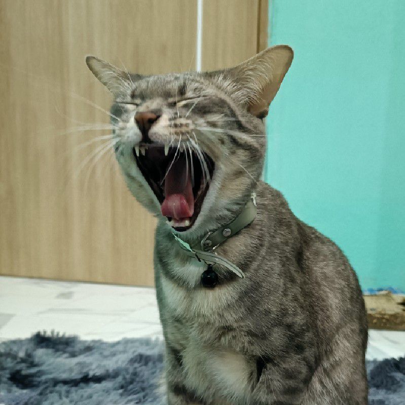 ก้อง