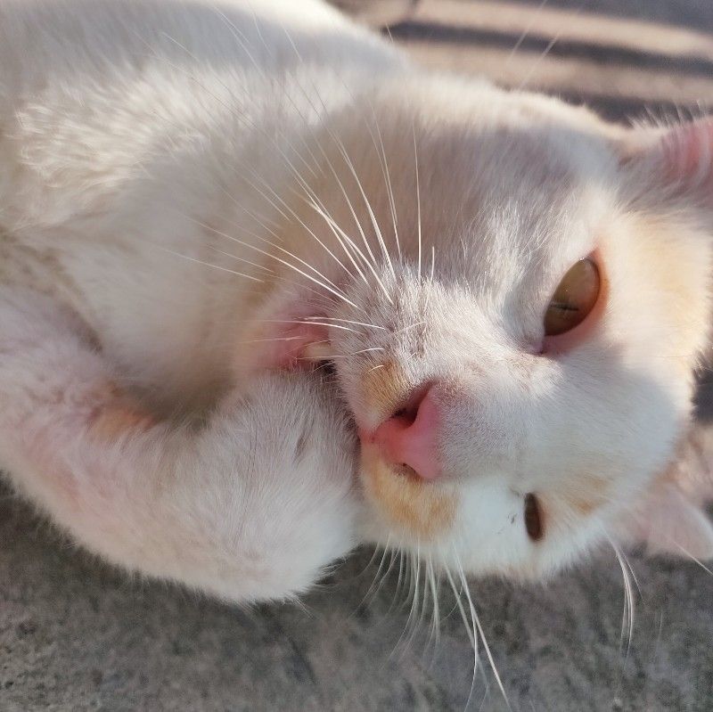 ดรีม