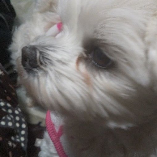 HOYO
