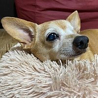 Show profile photo