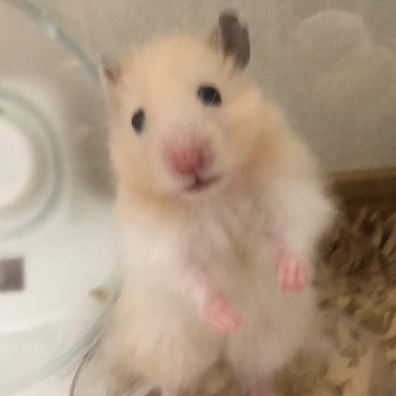 れいり(ﾟ∀ﾟ)