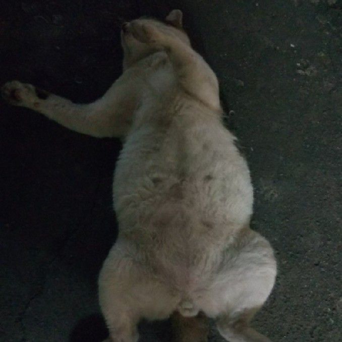 ดารณี
