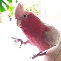 Show profile photo