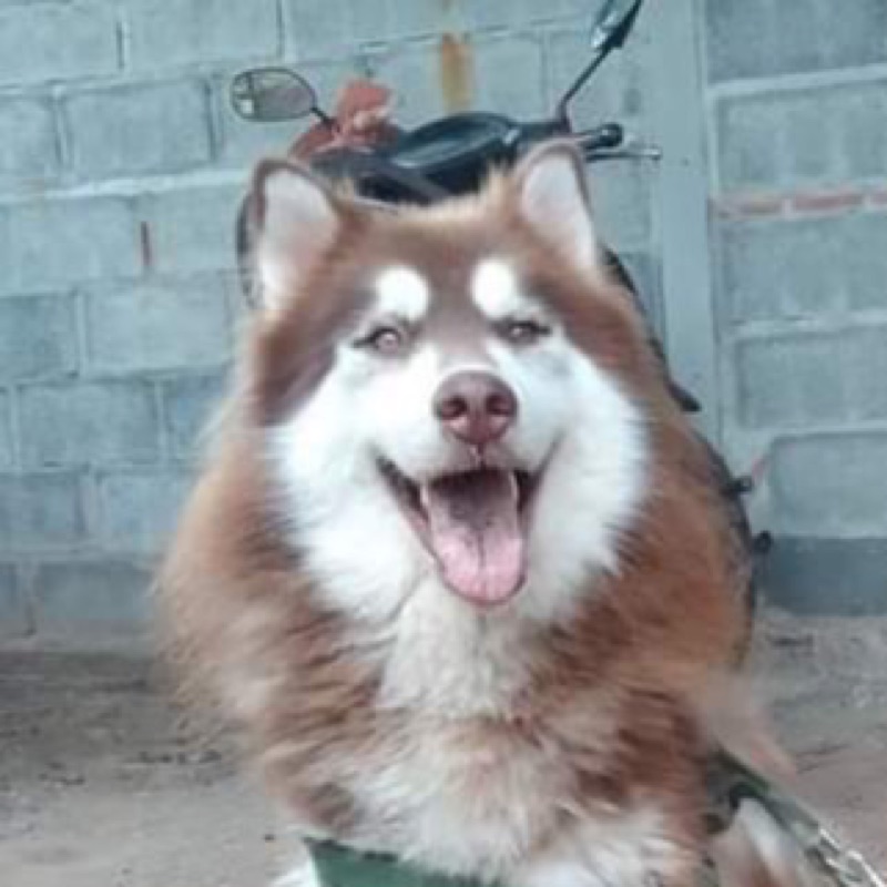 ชายแดน