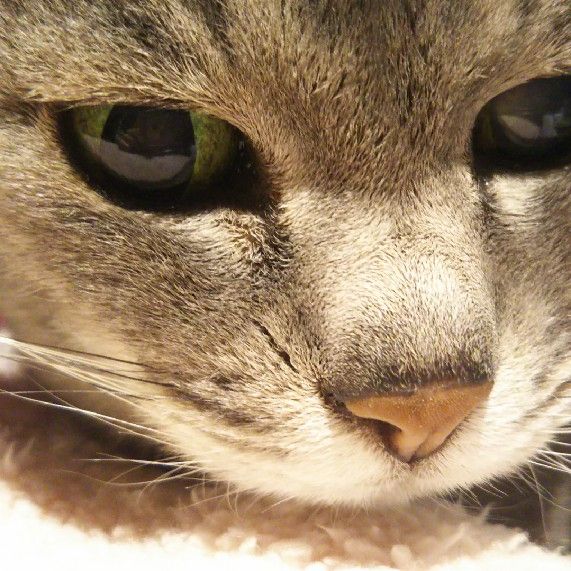 口コミの詳細 ヤマナカ 御油店 御油町 スーパー By Line Place