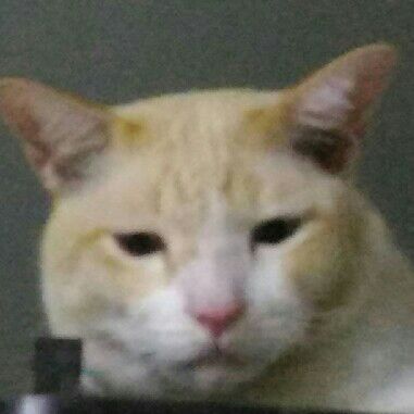 มุก
