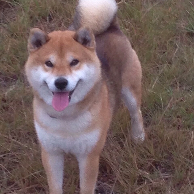 まーこ (木村雅子)