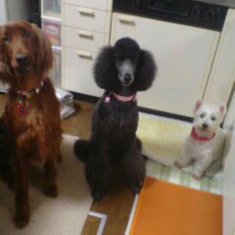 IKURA（オザゴンゴン）