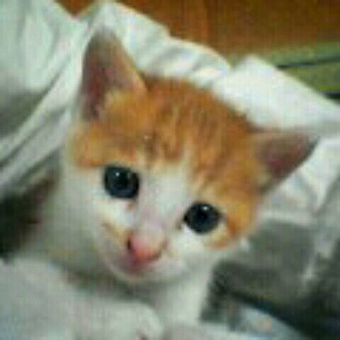 ☆Asami Sakainö☆