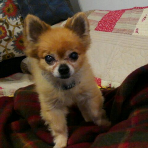 頑張って下さい。クフ君カワイイです。福井様からです。代理で支援しました