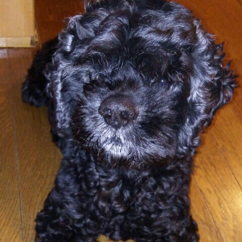 ゆみあーちゃん